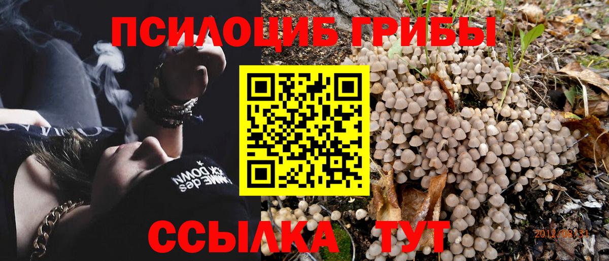 Минеральные Воды  продажа наркотиков  Вход с VPN  Псилоцибиновые грибы Psilocybine cubensis 